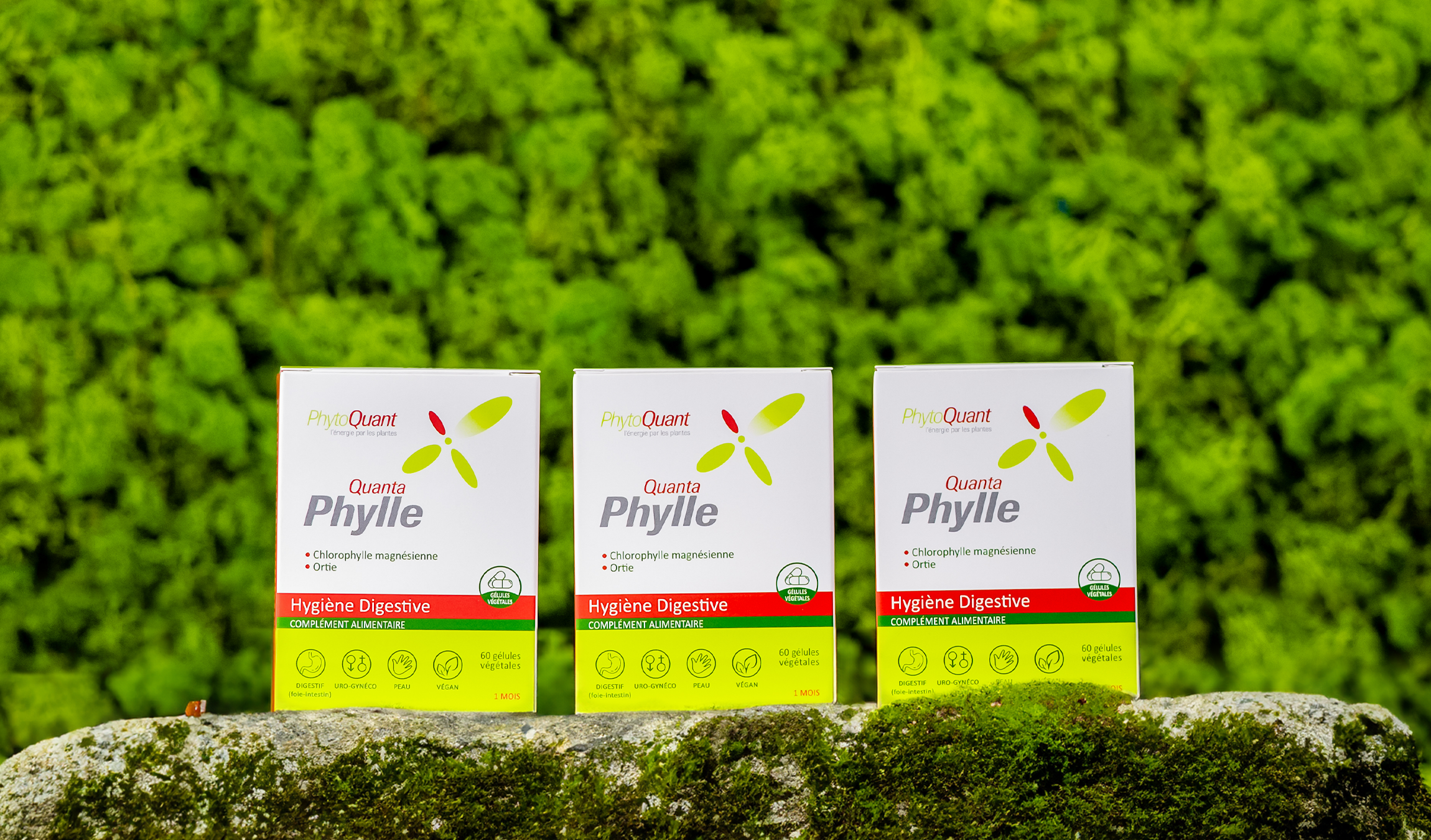 Lot de 3 QuantaPhylle