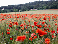 Le pavot de Californie​ pour le sommeil