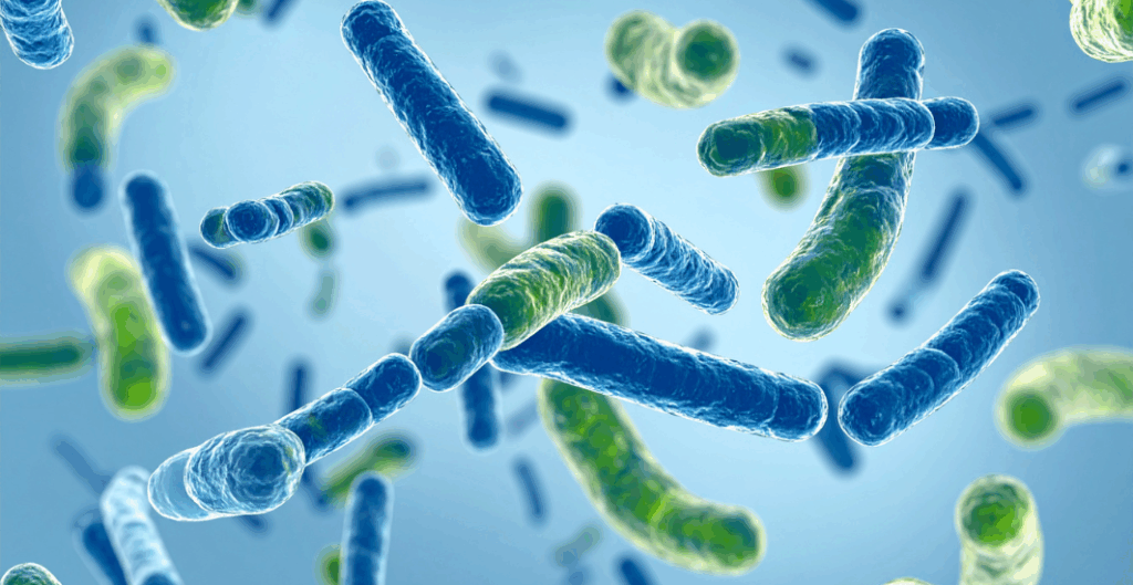 Probiotiques-immunite