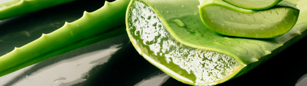Aloe-vera-le-depuratif-traditionnel​